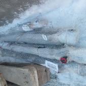 Гидроцилиндр поворот кожуха ЦГ-50.30х630.11